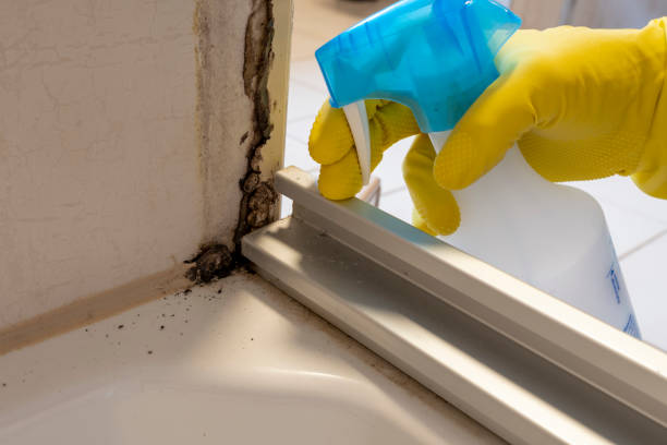 Best Post-Flood Mold Remediation in Willowbrook, CA