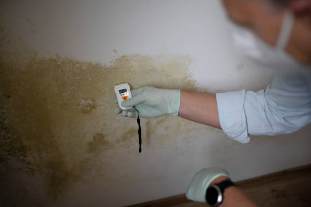 Best Mold Testing and Inspection Services in Willowbrook, CA